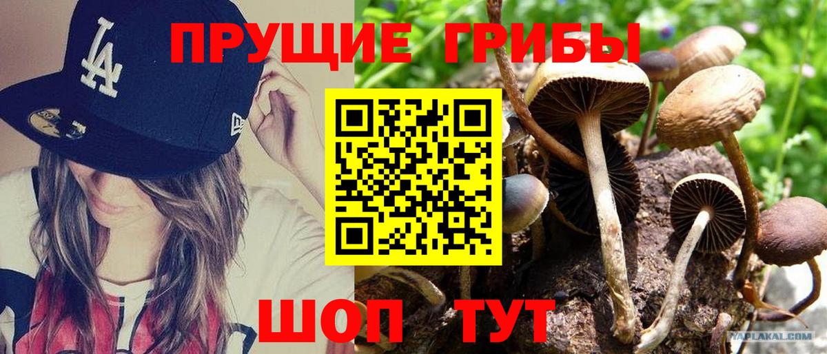 Сальск  Псилоцибиновые грибы MAGIC MUSHROOMS  Вход с VPN 
